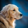 Retriever