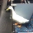 subway duck