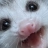 WEEBPOSSUM