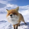 fox bot