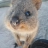 Quokka