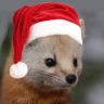 pinemarten :njp::windmill_of_friendship: 🅉