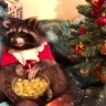 Christmas Coon