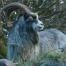 Eiregoat