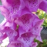 Foxglove