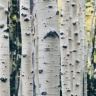 Vituperative-birch