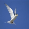 Tern